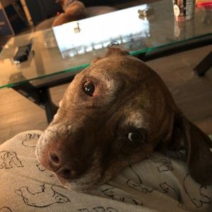 Meet your Posher, Shea